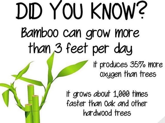 Bamboo - The Amazing Miracle Plant