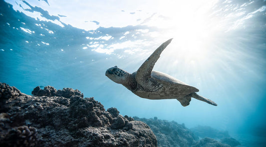 Plastic pollution threatens marine life, as seen in this image of a beautiful sea turtle swimming underwater.