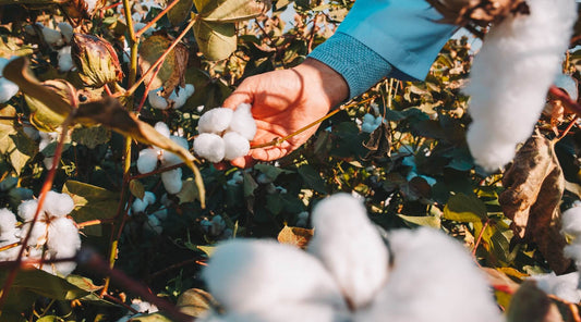 A person, possibly a farmer or agricultural researcher, kneels in a vast cotton field examining an organic cotton plant