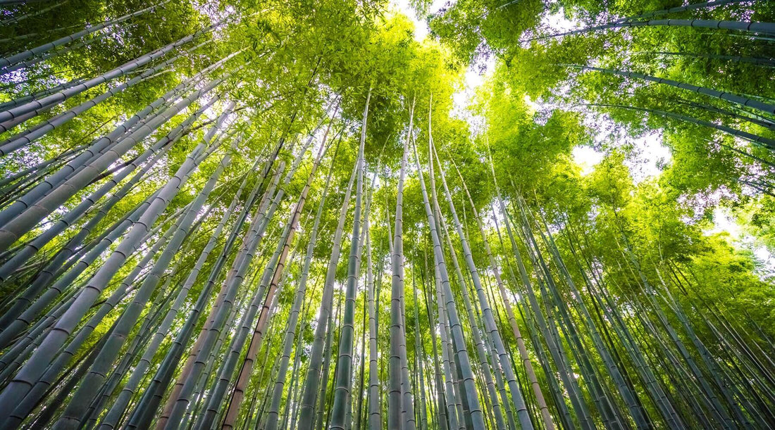 Close-up of bamboo stalks with their smooth green bark