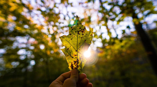 Person holding a leaf, symbolizing environmental consciousness